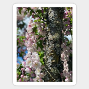 Springtime Tree Sticker